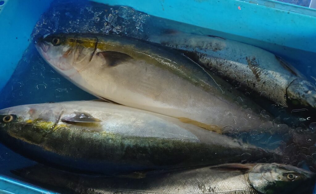 鹿部町の魚介類情報  【公式】北海道 鹿部町役場／津軽暖流と親潮が交わるさかな王国 しかべ おいしい水産物が この町の誇り