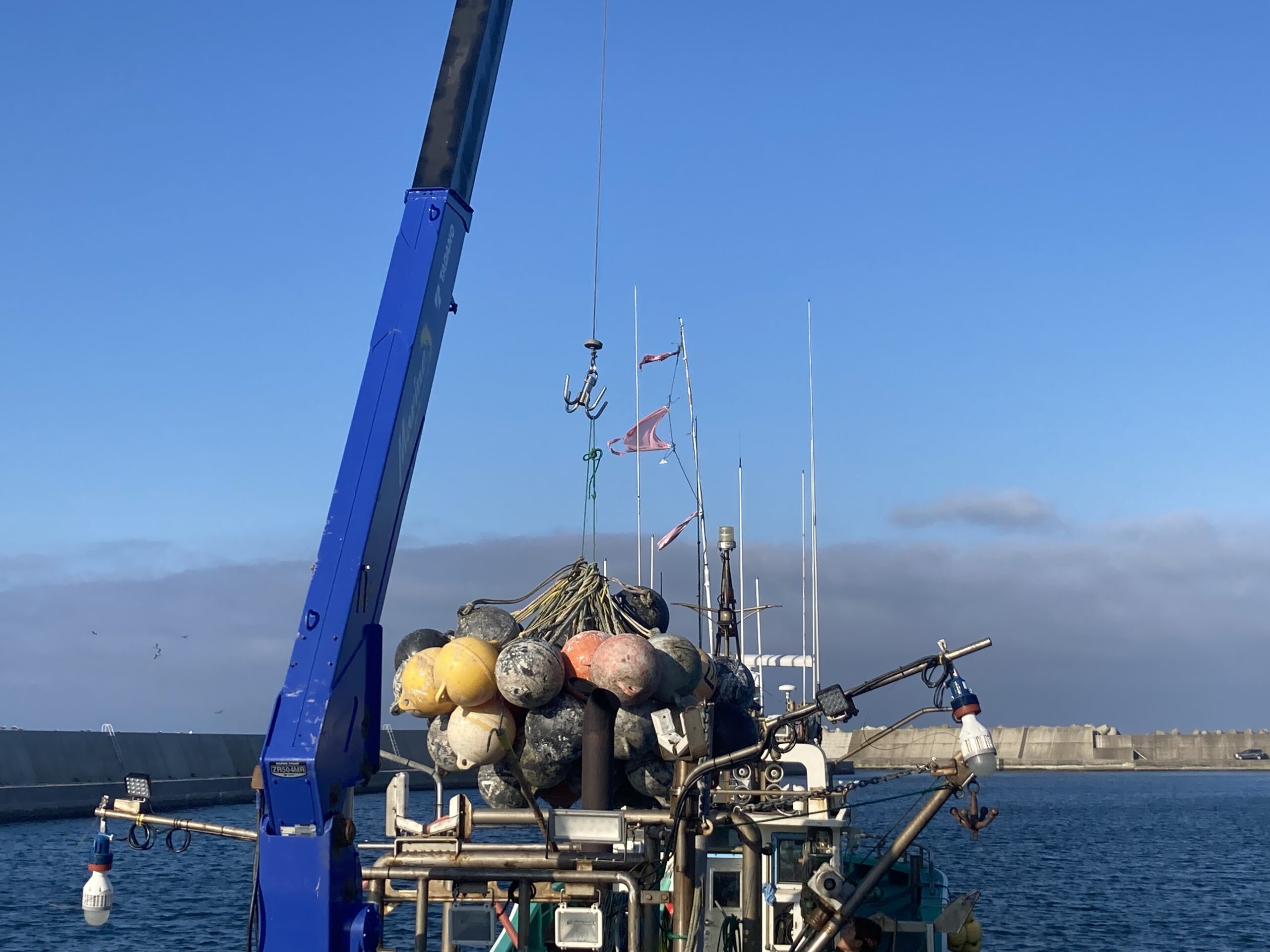 漁師さんに聞いた 今年のホタテはなぜ美味しいのか 公式 北海道 鹿部町役場 津軽暖流と親潮が交わるさかな王国 しかべ おいしい水産物が この町の誇り